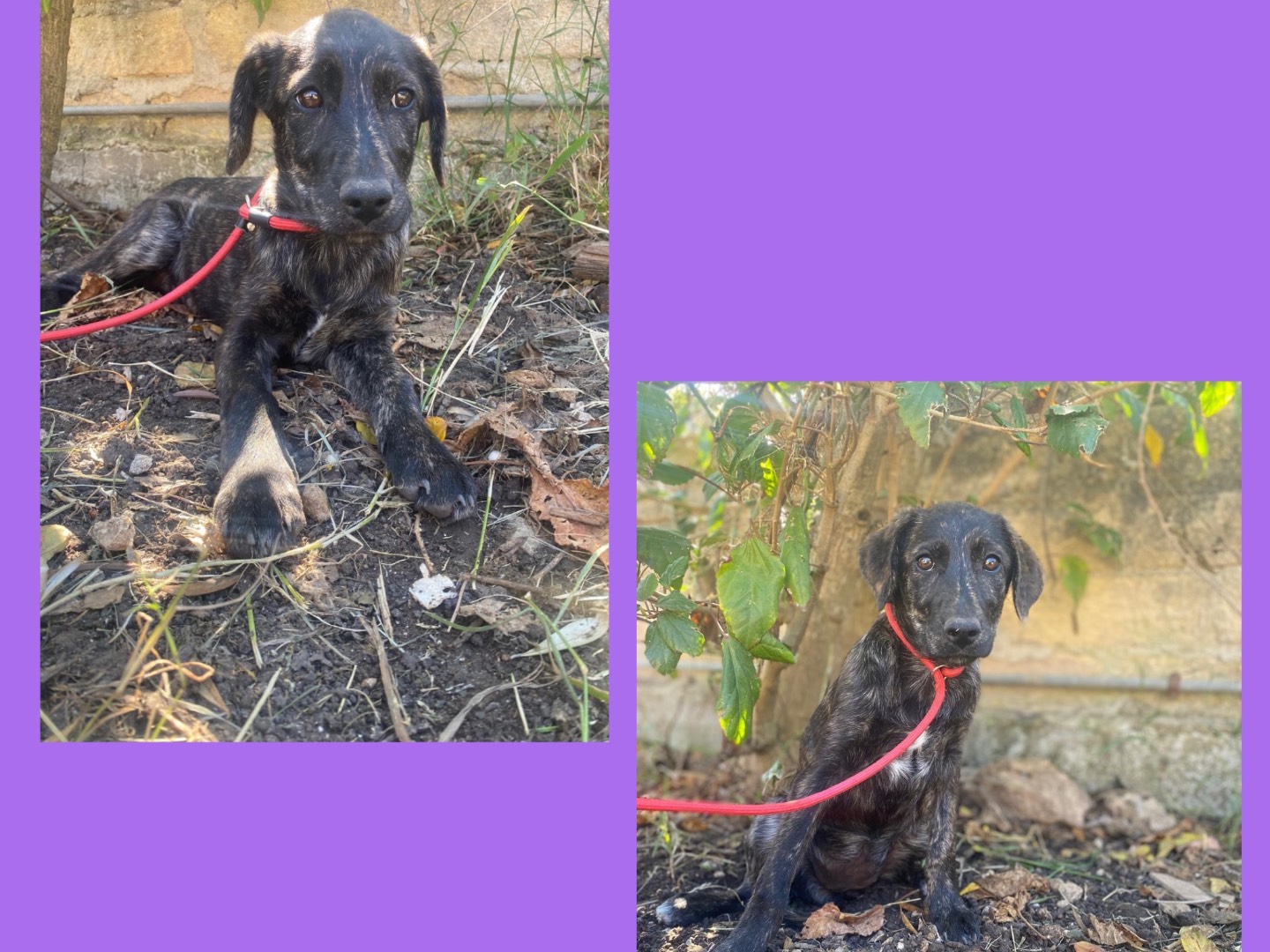 Adotta un cane, femmina, 3 mesi, Treviso