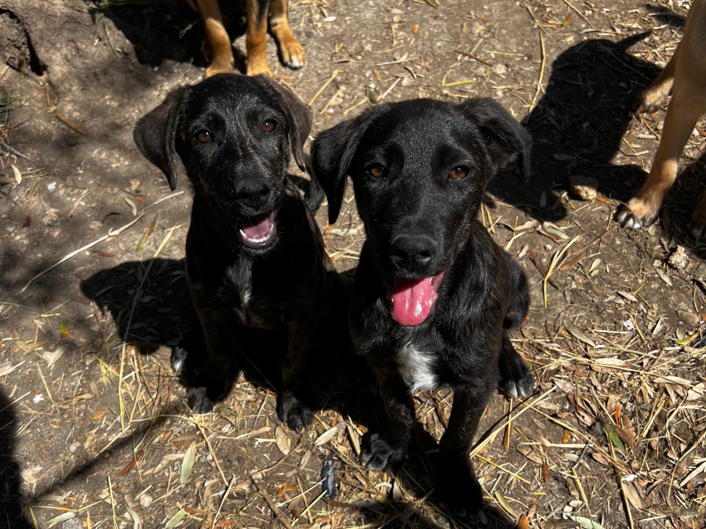 Vuoi adottare un cane a Treviso?