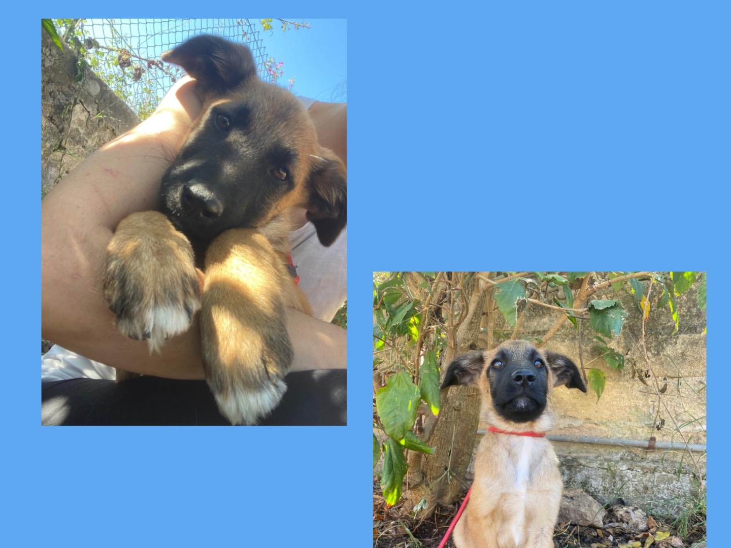 Adotta un cane, maschio, 3 mesi, Treviso