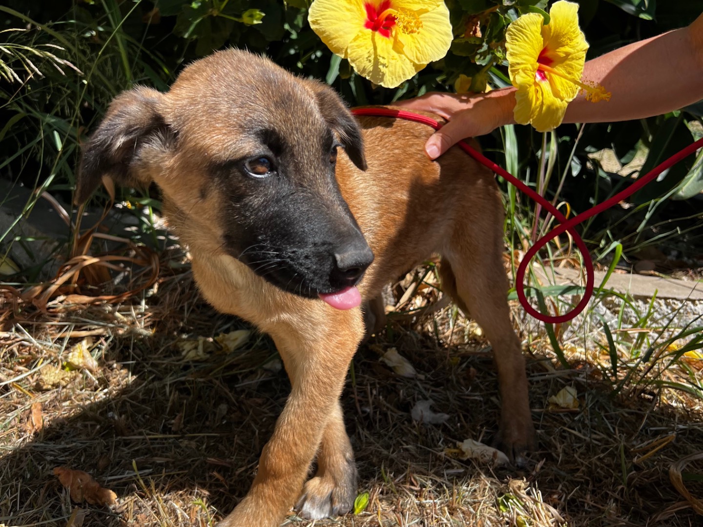 Adotta un cane, taglia media, maschio, Treviso