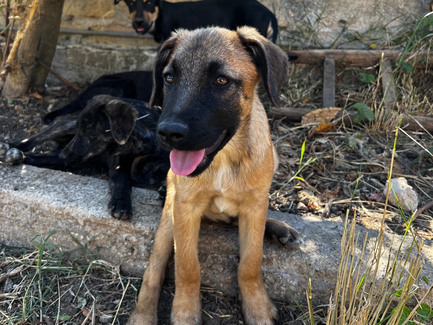 Vuoi adottare un cane a Treviso?