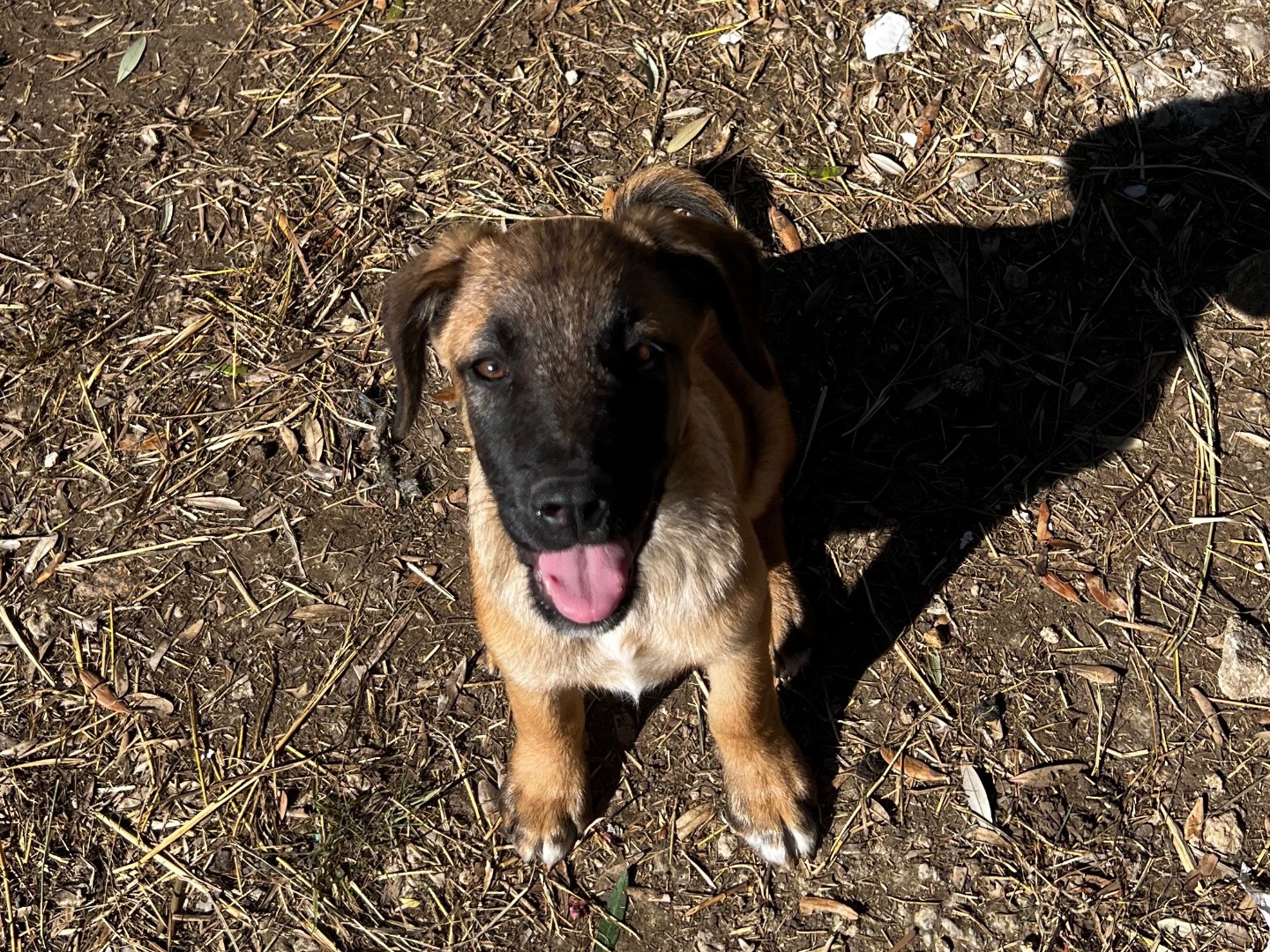 Adotta il cane Ragù a Treviso