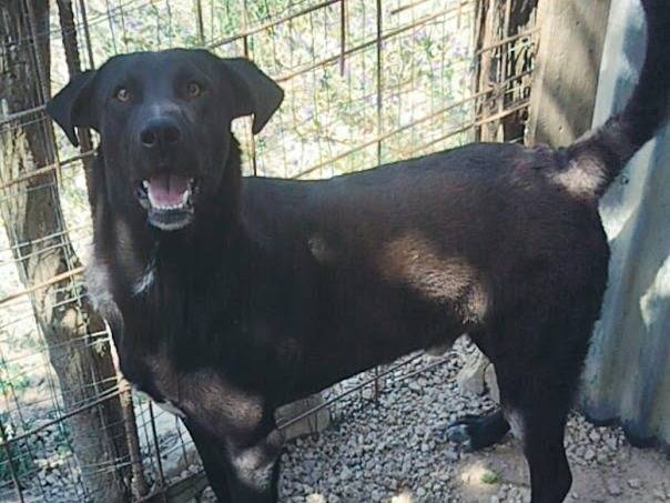 Adotta un cane, maschio, 6 mesi, Palermo