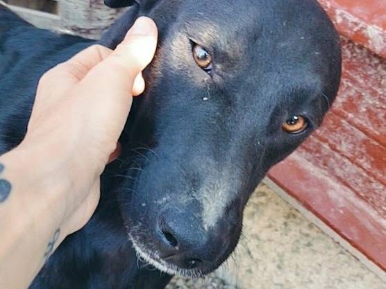 Foto 3 dell'animale