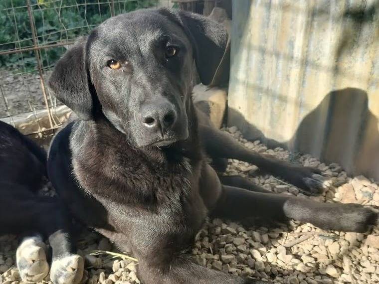 Vuoi adottare un cane a Palermo?