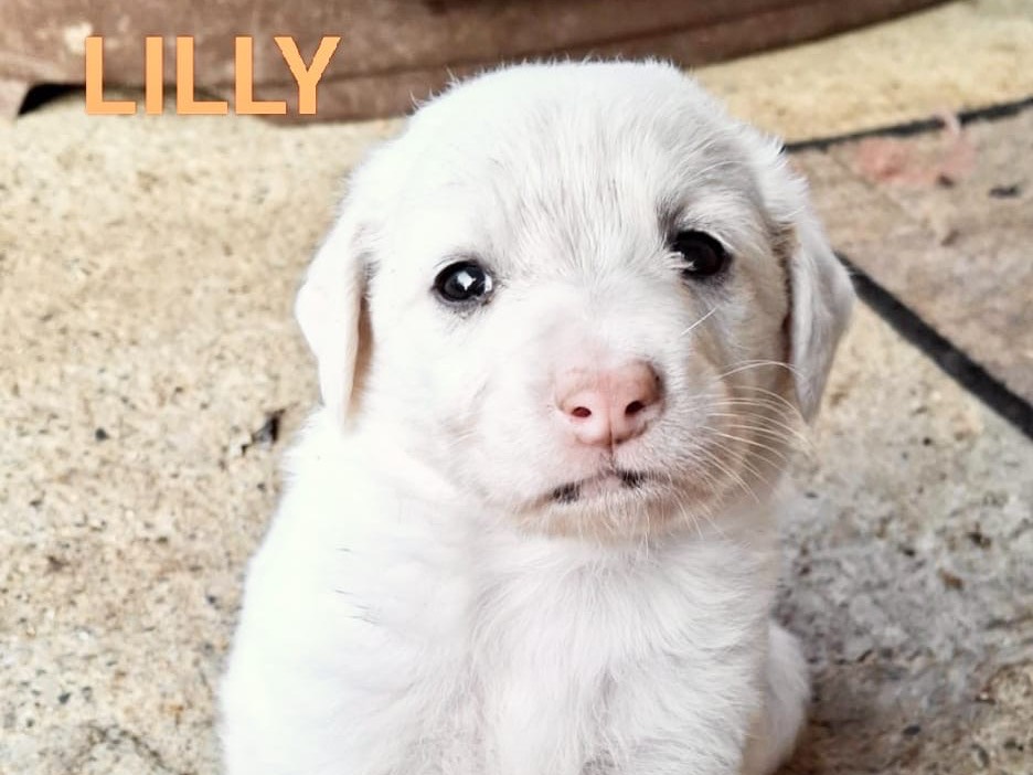 Adozione cane, femmina, Razza sconosciuta Razza sconosciuta, 4 mesi, taglia media, Cosenza