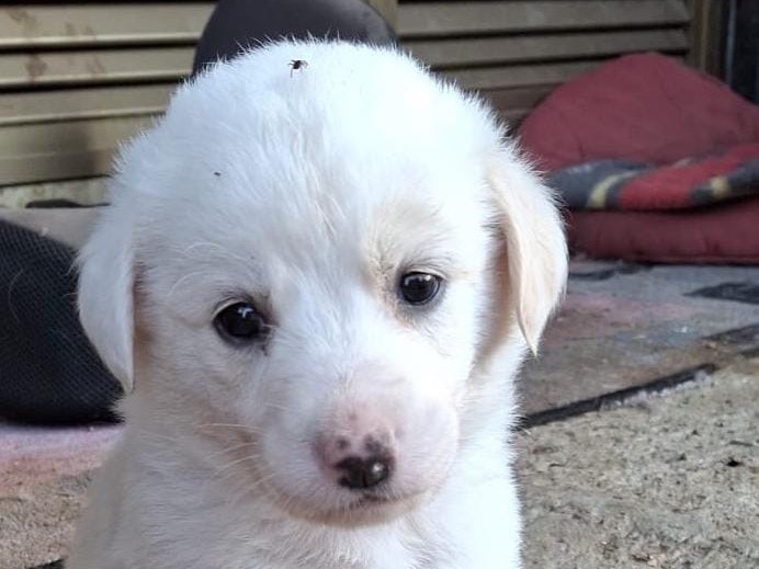Adozione cane, femmina, Razza sconosciuta Razza sconosciuta, 4 mesi, taglia media, Cosenza