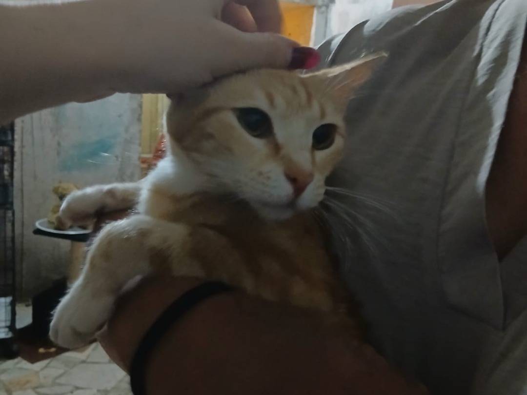 Adotta un gatto, femmina, 1 anno e 1 mese, Napoli