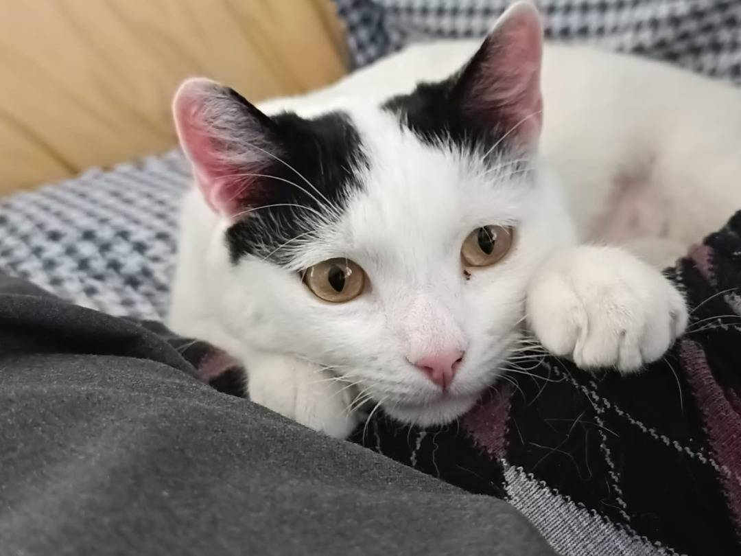 Adotta un gatto, maschio, 1 anno e 10 mesi , Napoli