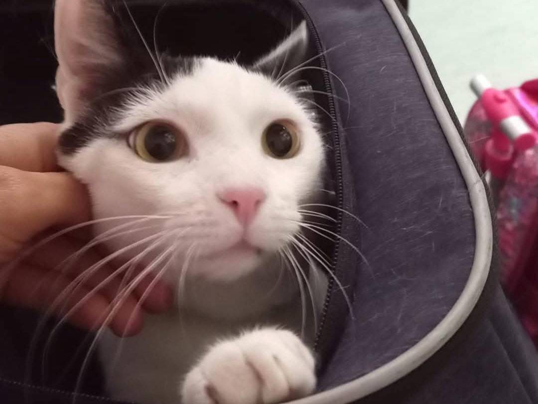 Adotta un gatto, taglia non valida, maschio, Napoli