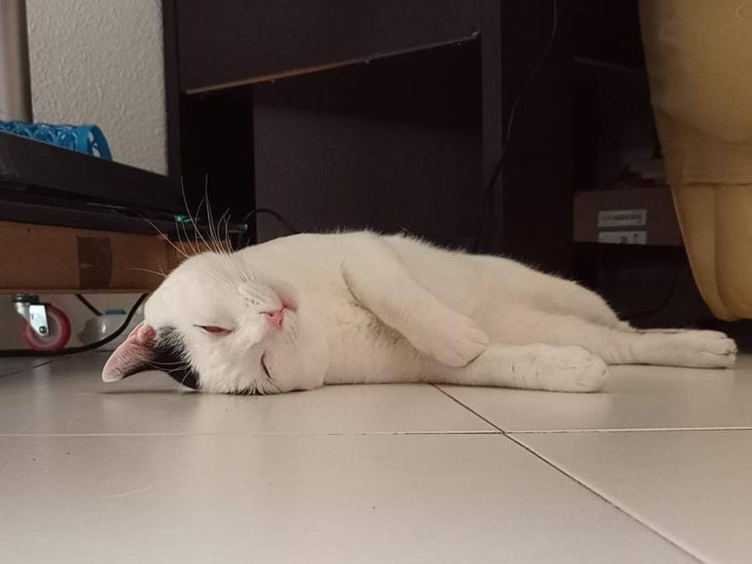Vuoi adottare un gatto a Napoli?