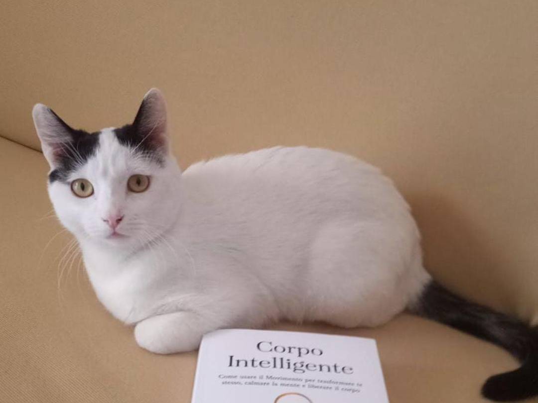 Adotta il gatto Murphy a Napoli