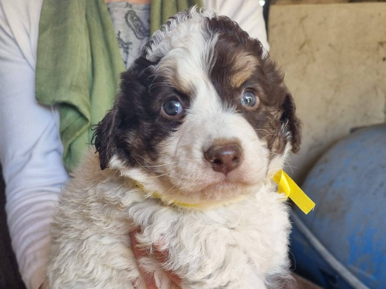 Adotta un cane, taglia media, femmina, Caserta