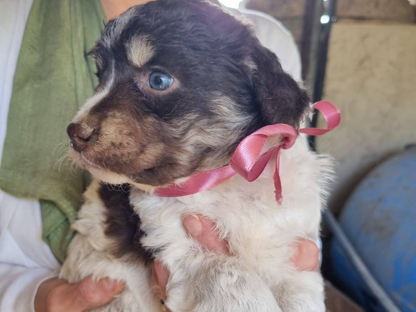 Vuoi adottare un cane a Caserta?