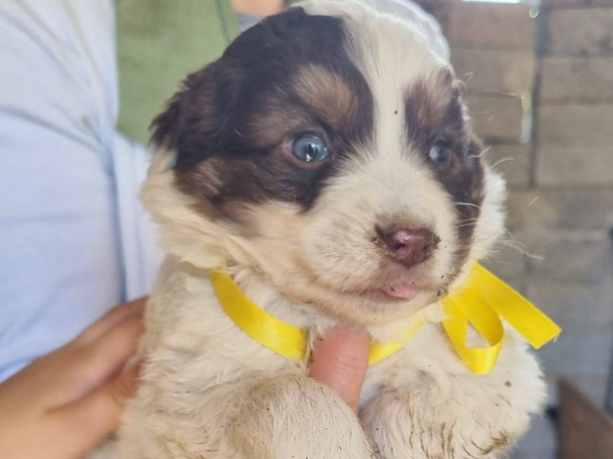 Adotta il cane Brenda Billy Bingo e Betty a Caserta