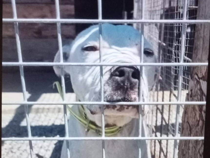Adozione cane, maschio, Dogo Argentino Razza sconosciuta, 4 anni e 1 mese, taglia media, Crotone