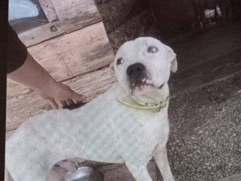 Adotta un cane, maschio, 4 anni e 1 mese, Crotone