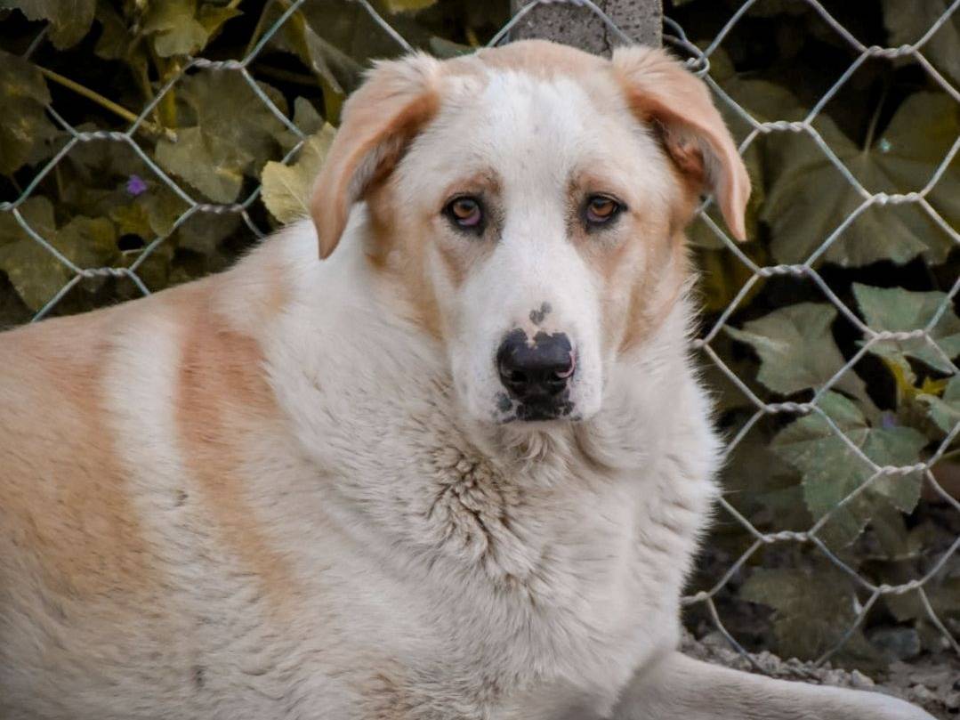 Adozione cane, maschio, Razza sconosciuta Razza sconosciuta, 2 anni e 11 mesi, taglia grande, Crotone