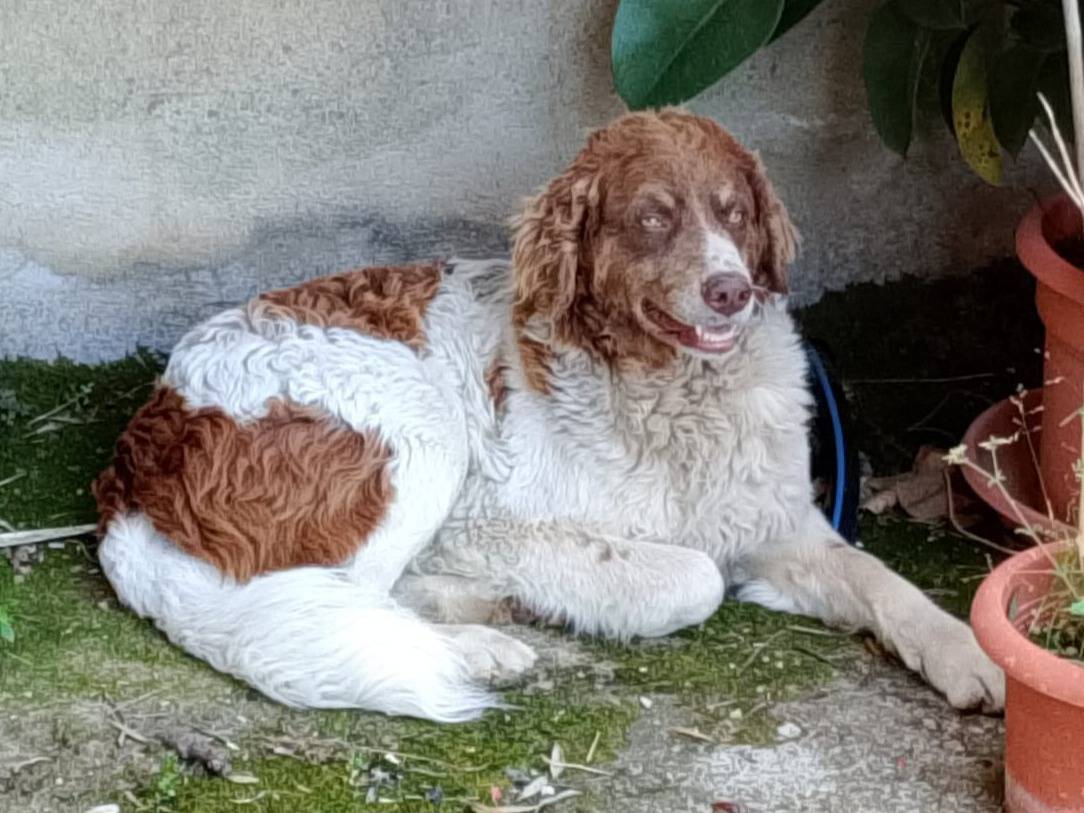 Foto dell'animale