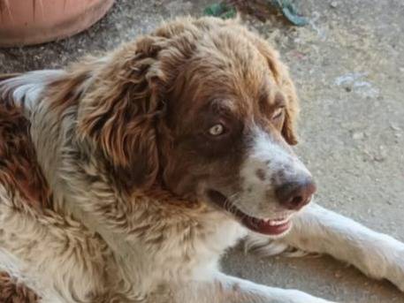 Adotta un cane, taglia media, maschio, Caserta