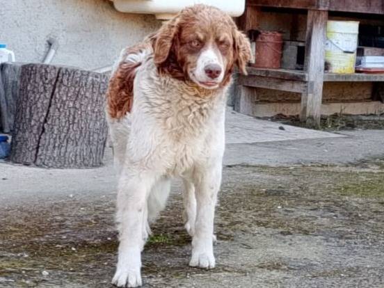 Vuoi adottare un cane a Caserta?