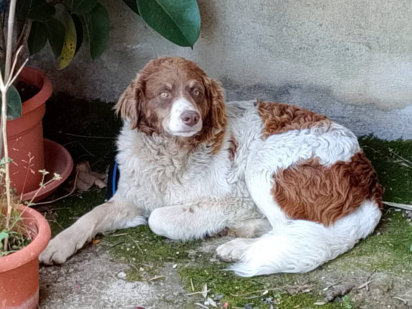 Adotta il cane REBEL a Caserta