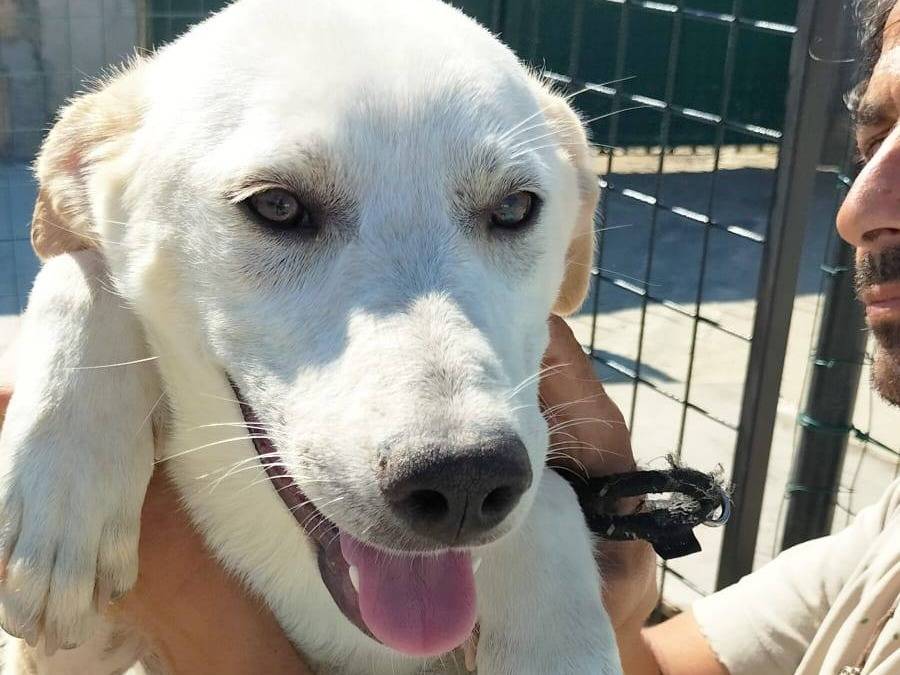 Adozione cane, femmina, Labrador Retriever Razza sconosciuta, 6 mesi, taglia media, Crotone