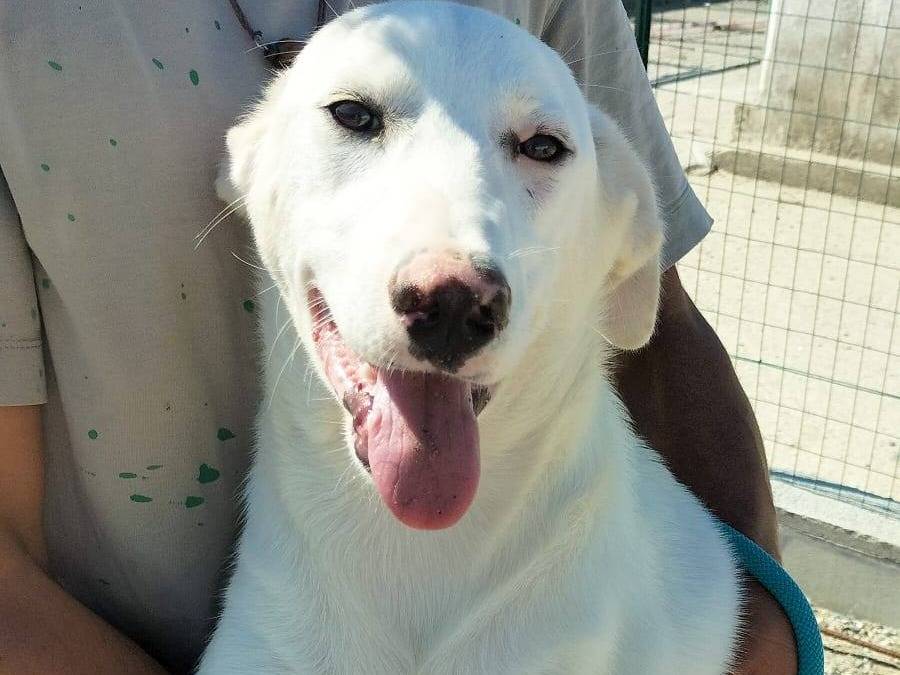 Adozione cane, femmina, Labrador Retriever Razza sconosciuta, 6 mesi, taglia media, Crotone