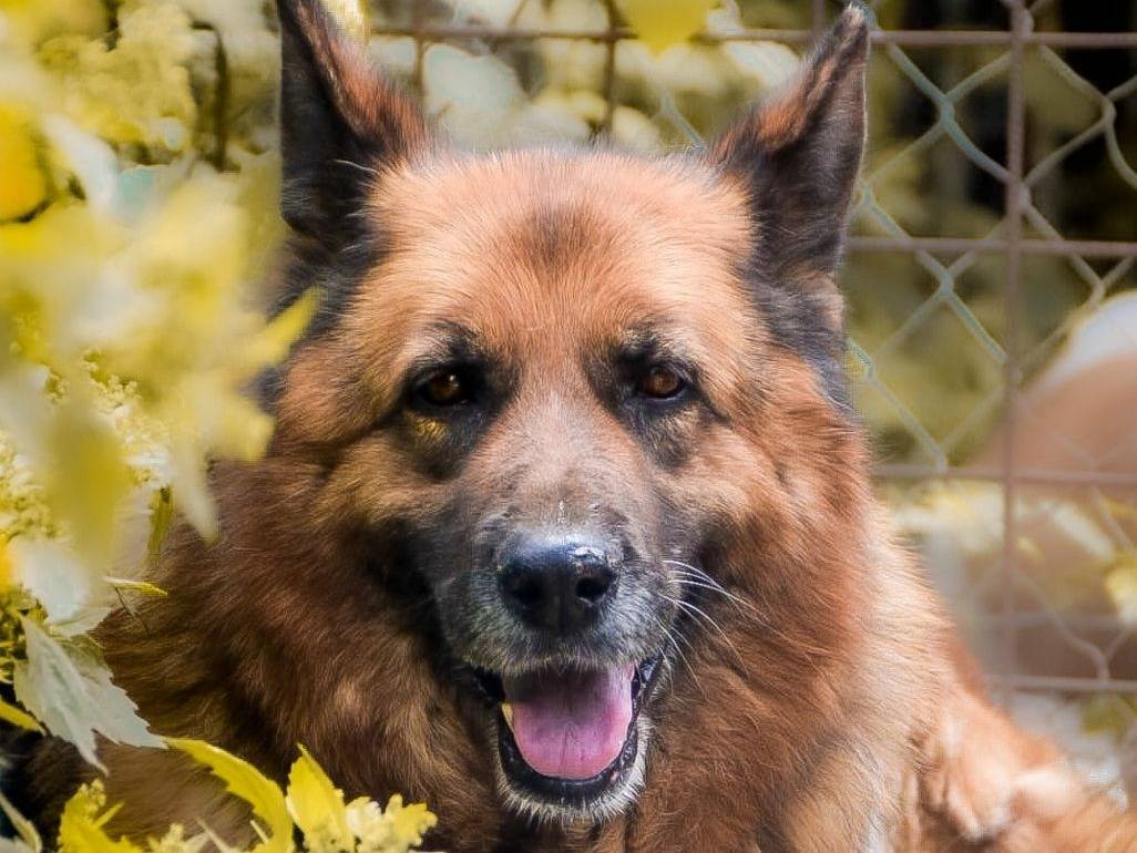 Adozione cane, femmina, Pastore tedesco Razza sconosciuta, 9 anni e 1 mese, taglia grande, Crotone