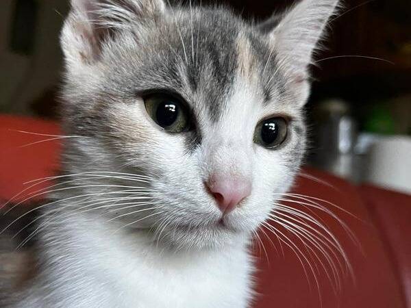 Adotta un gatto, femmina, 4 mesi, Roma