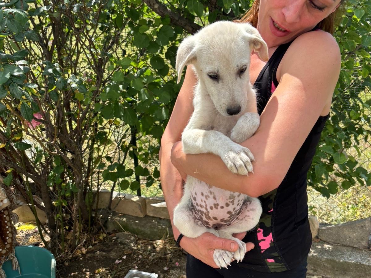 Adotta un cane, taglia media, femmina, Pescara