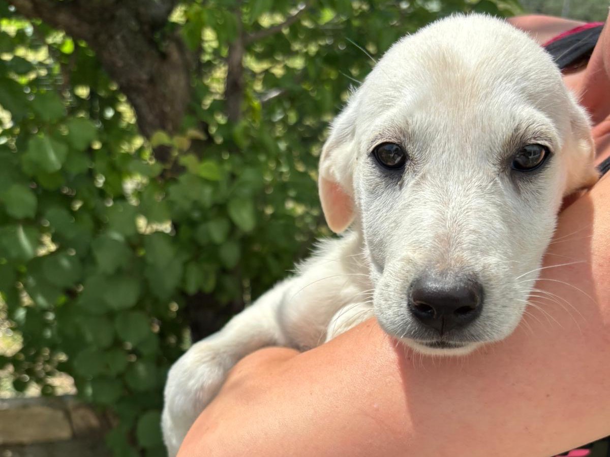 Vuoi adottare un cane a Pescara?