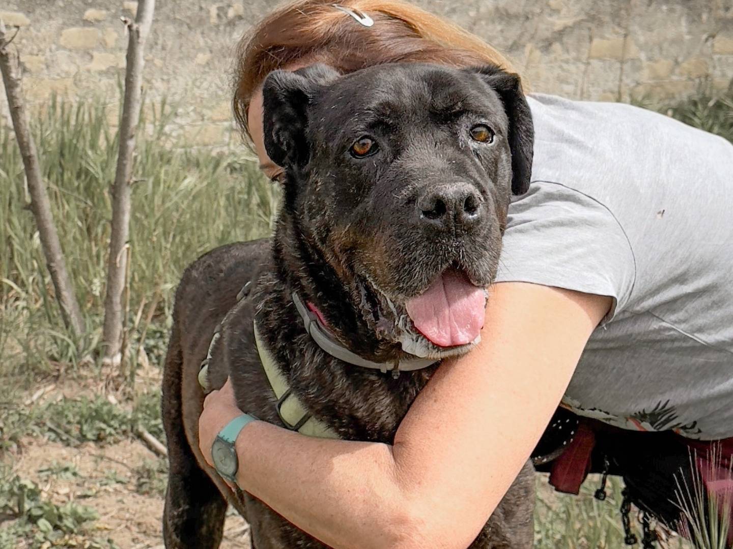 Vuoi adottare un cane a Caserta?