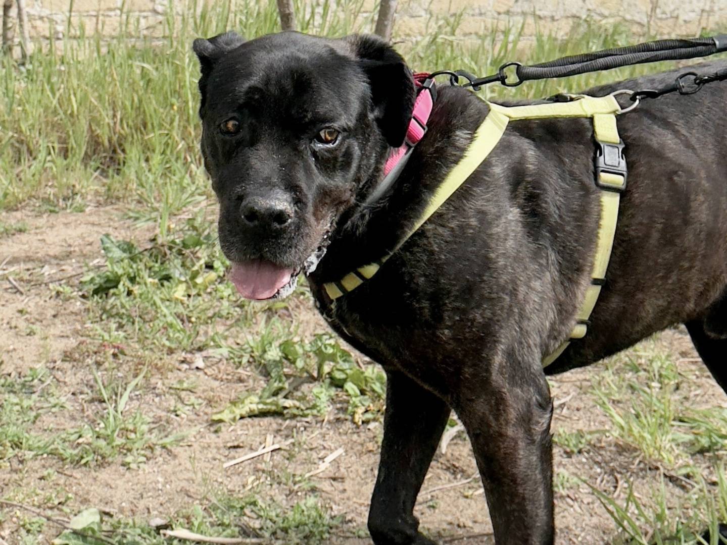 Adotta il cane NIRO  a Caserta