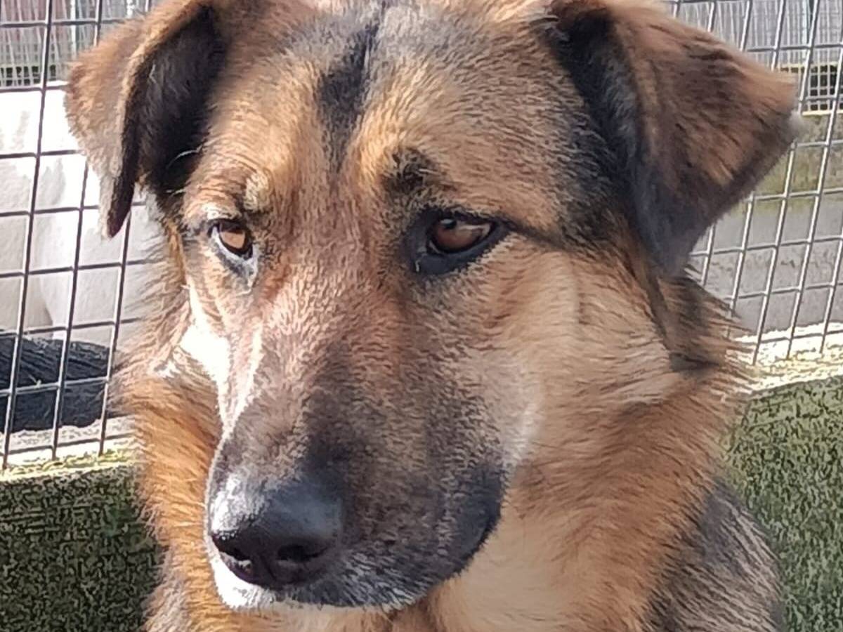 Vuoi adottare un cane a Latina?