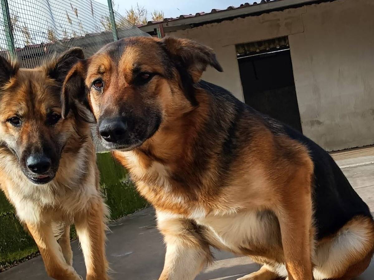 Adotta il cane ELEKTRA a Latina