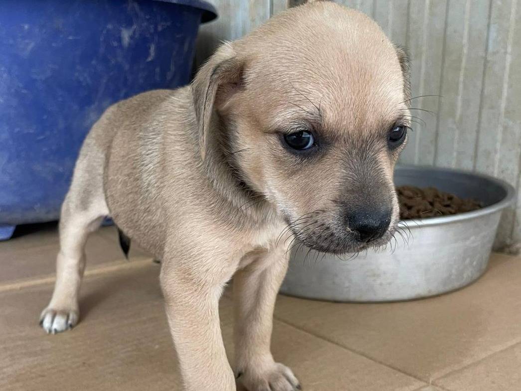 Vuoi adottare un cane a Frosinone?