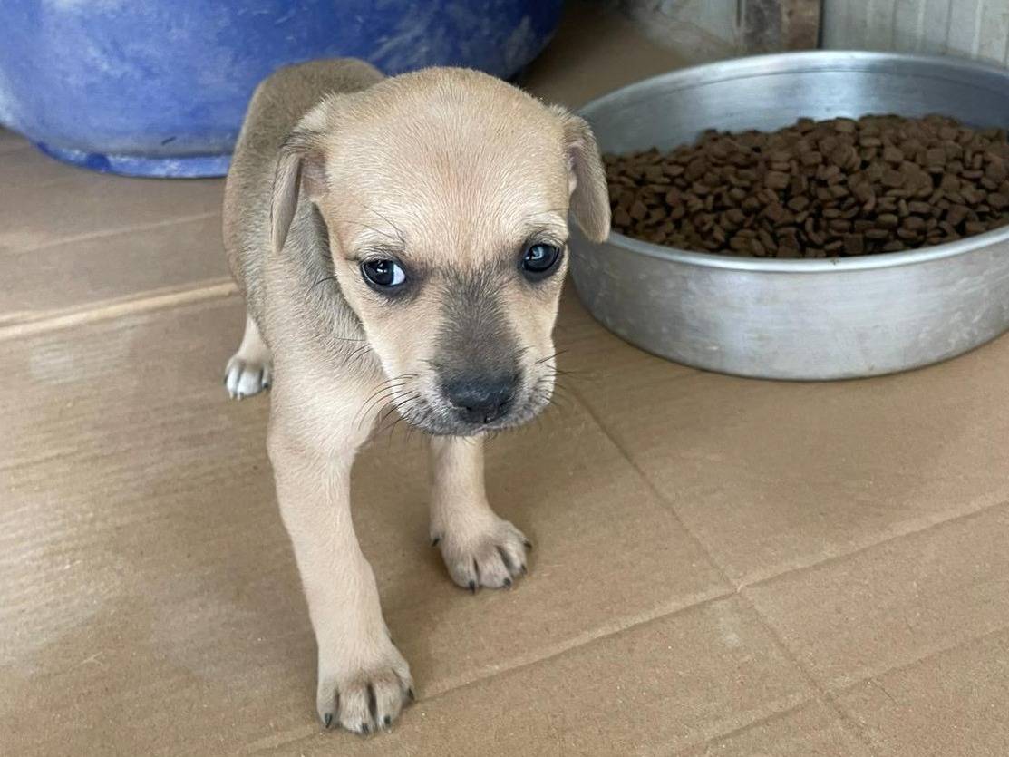 Adotta il cane INDIANA a Frosinone