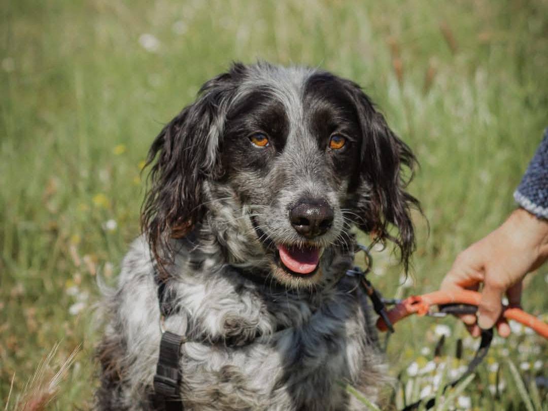Adotta un cane, taglia media, maschio, Caserta