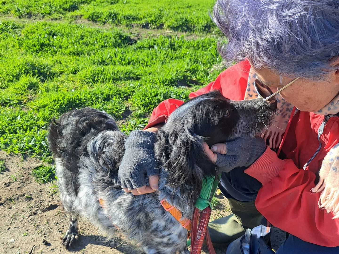 Vuoi adottare un cane a Caserta?