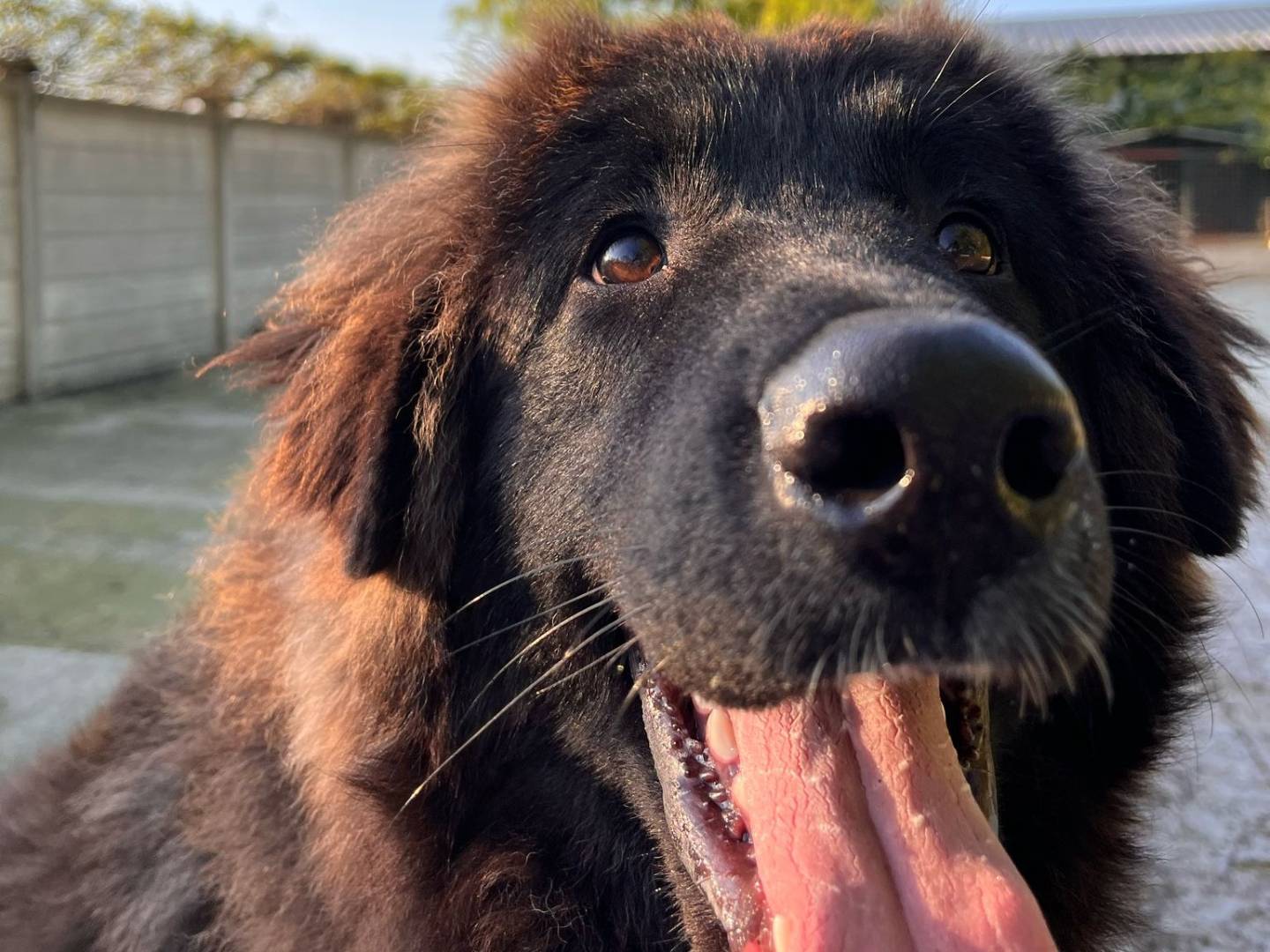Adotta un cane, taglia grande, maschio, Torino