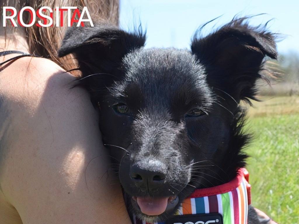 Foto dell'animale