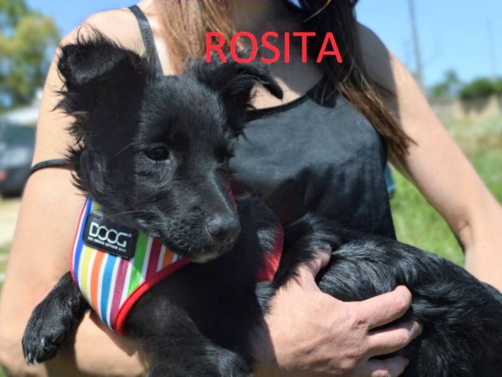 Adotta un cane, femmina, 4 mesi, Lecce