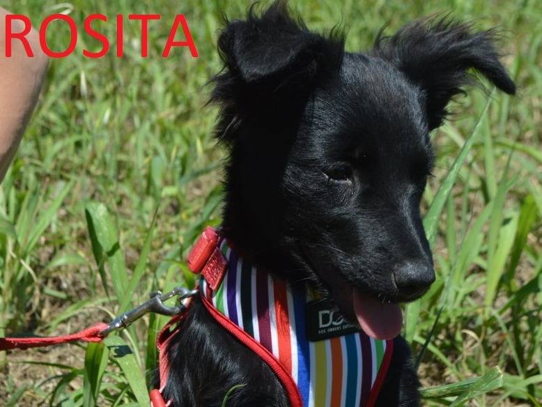 Adotta un cane, taglia media, femmina, Lecce