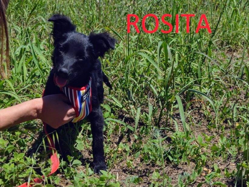 Vuoi adottare un cane a Lecce?