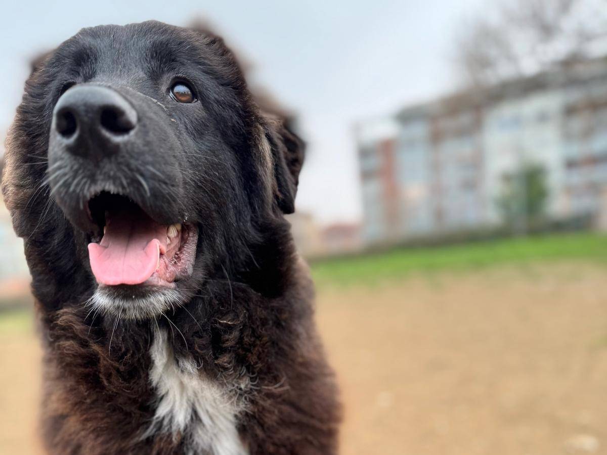 Adotta un cane, maschio, 7 mesi, Torino