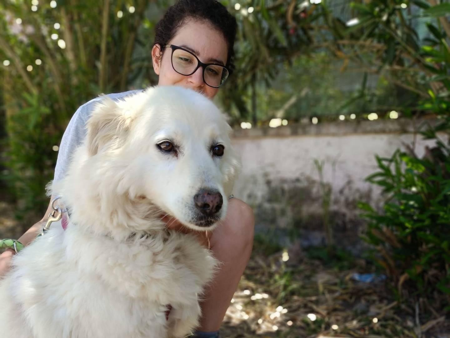 Adotta il cane BIANCA NEVE a Caserta
