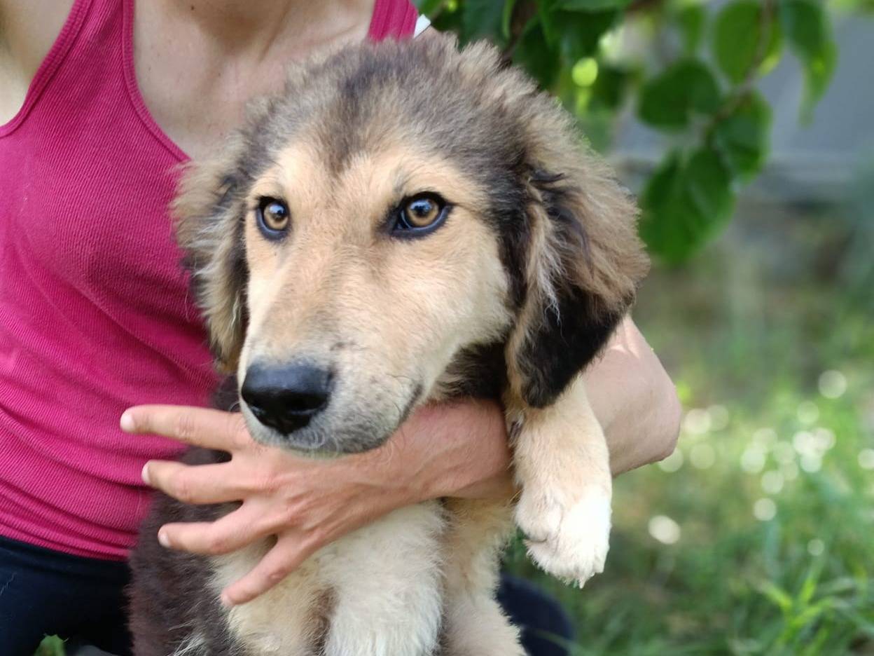 Foto dell'animale