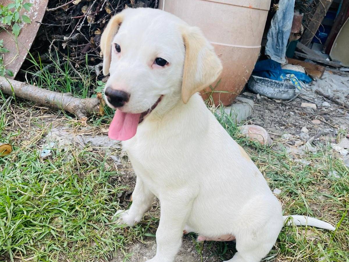 Adotta un cane, taglia media, maschio, Frosinone