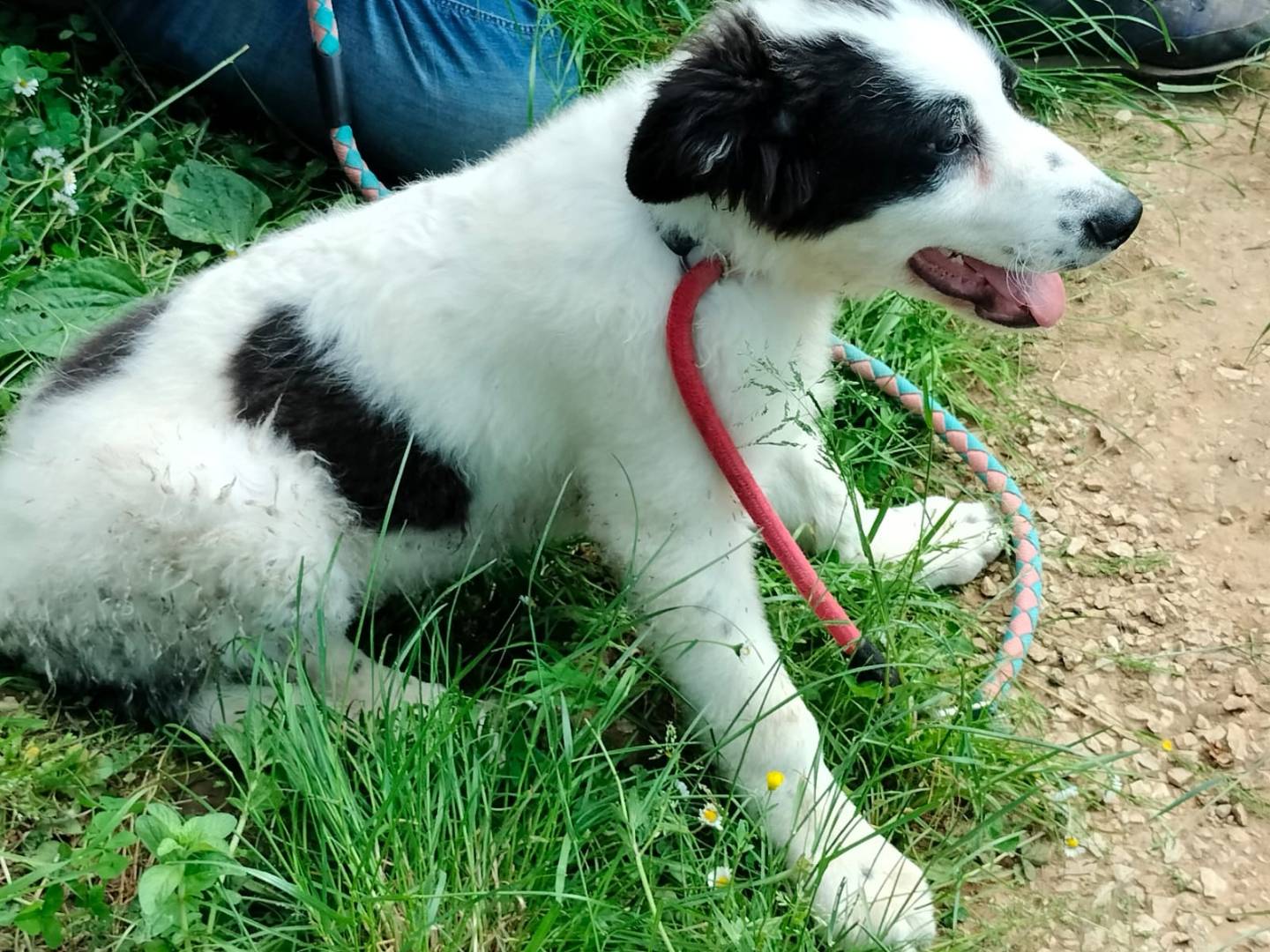 Adotta un cane, taglia piccola, maschio, Frosinone